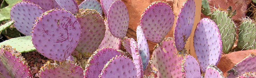 AZ-Header-Sedona-Cactus.jpg
