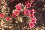 Saguaro National Park