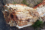 Petrified Log 2