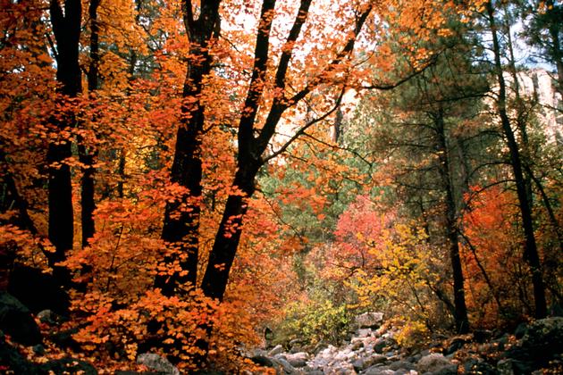Oak Creek in Fall