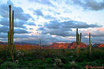 Spring in the Superstition Mountains