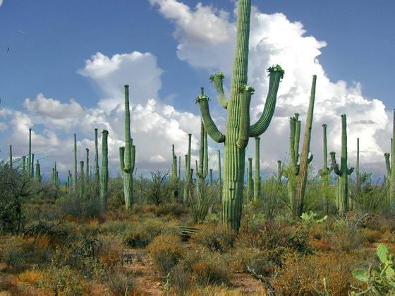 Saguaro National Park