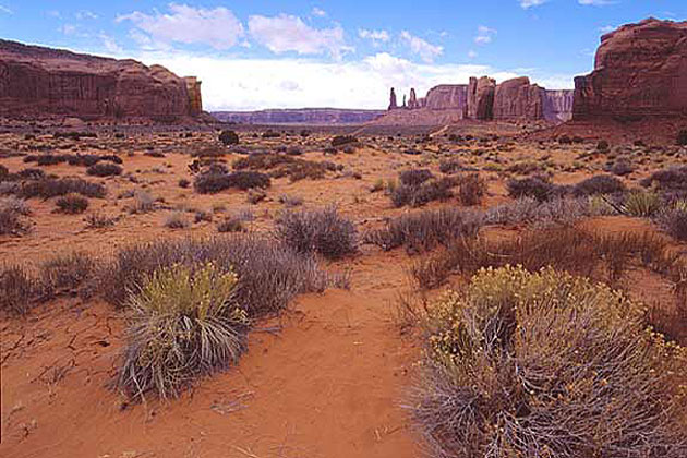 Desert Landscape