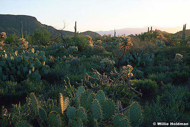 Desert Scene