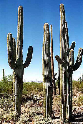 Family of Saguaro