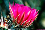 Hedgehog cactus bloom near Superior