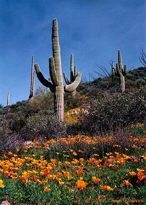Saguaro and poppies near Superior